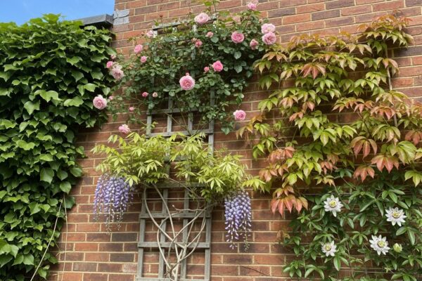 Quelles plantes grimpantes choisir pour décorer un mur extérieur?